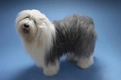 Old English Sheepdog Dogs Ras: Karakter, Levensduur & Prijs | Puppyplaats