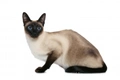 Siamese Cats Breed - Information, Temperament, Size & Price | Pets4Homes