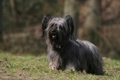 Skye Terrier Dogs Breed - Information, Temperament, Size & Price | Pets4Homes