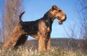 Airedale Terrier Dogs Breed - Information, Temperament, Size & Price | Pets4Homes