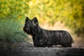 Skye Terrier Dogs Breed - Information, Temperament, Size & Price | Pets4Homes