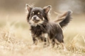 Chihuahua Dogs Breed - Information, Temperament, Size & Price | Pets4Homes