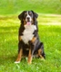 Berner Sennenhond Dogs Ras: Karakter, Levensduur & Prijs | Puppyplaats