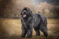 Newfoundland Dogs Breed - Information, Temperament, Size & Price | Pets4Homes