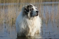 Mastin de los Pirineos (Pyreneese Mastiff) Dogs Ras: Karakter, Levensduur & Prijs | Puppyplaats