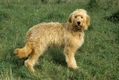 Goldendoodle Dogs Breed - Information, Temperament, Size & Price | Pets4Homes