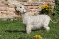 Cesky Terrier Dogs Breed - Information, Temperament, Size & Price | Pets4Homes