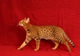 Ocicat Cats Breed - Information, Temperament, Size & Price | Pets4Homes