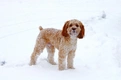 Cockapoo Dogs Breed - Information, Temperament, Size & Price | Pets4Homes