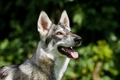 Northern Inuit Dogs Breed - Information, Temperament, Size & Price | Pets4Homes