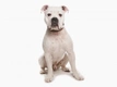 Dorset Olde Tyme Bulldogge Dogs Breed - Information, Temperament, Size & Price | Pets4Homes