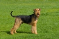 Airedale Terrier Dogs Breed - Information, Temperament, Size & Price | Pets4Homes