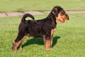 Airedale Terrier Dogs Breed - Information, Temperament, Size & Price | Pets4Homes