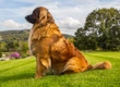 Leonberger Dogs Breed - Information, Temperament, Size & Price | Pets4Homes