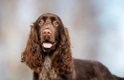 Field Spaniel Dogs Breed - Information, Temperament, Size & Price | Pets4Homes