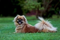 Tibetan Spaniel Dogs Breed - Information, Temperament, Size & Price | Pets4Homes