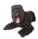 Russian Black Terrier Dogs Breed - Information, Temperament, Size & Price | Pets4Homes