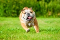 Engelse Bulldog Dogs Ras: Karakter, Levensduur & Prijs | Puppyplaats