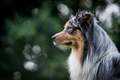 Australian Shepherd Dogs Ras: Karakter, Levensduur & Prijs | Puppyplaats