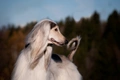 Afghan Hound Dogs Breed - Information, Temperament, Size & Price | Pets4Homes