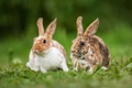 Rex Rabbits Breed - Information, Temperament, Size & Price | Pets4Homes