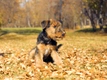 Airedale Terrier Dogs Breed - Information, Temperament, Size & Price | Pets4Homes