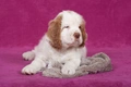 Clumber Spaniel Dogs Breed - Information, Temperament, Size & Price | Pets4Homes