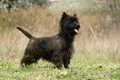 Cairn Terriër Dogs Ras: Karakter, Levensduur & Prijs | Puppyplaats