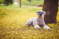 Riesenschnauzer Dogs Ras: Karakter, Levensduur & Prijs | Puppyplaats