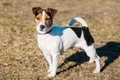 Parson Russell Terrier Dogs Breed - Information, Temperament, Size & Price | Pets4Homes