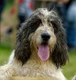 Otterhound Dogs Breed - Information, Temperament, Size & Price | Pets4Homes