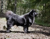 Swedish Lapphund Dogs Breed - Information, Temperament, Size & Price | Pets4Homes