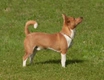 Portuguese Podengo Dogs Breed - Information, Temperament, Size & Price | Pets4Homes