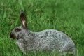 Argente Rabbits Breed - Information, Temperament, Size & Price | Pets4Homes