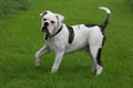 Old Tyme Bulldog Dogs Breed - Information, Temperament, Size & Price | Pets4Homes