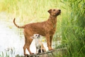 Irish Terrier Dogs Breed - Information, Temperament, Size & Price | Pets4Homes