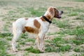 Brittany Spaniel Dogs Breed - Information, Temperament, Size & Price | Pets4Homes