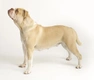 Alapaha Blue Blood Bulldog Dogs Ras: Karakter, Levensduur & Prijs | Puppyplaats