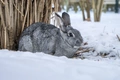 Chinchilla Rabbits Breed - Information, Temperament, Size & Price | Pets4Homes