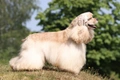 Amerikaanse Cocker Spaniel Dogs Ras: Karakter, Levensduur & Prijs | Puppyplaats