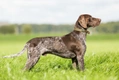 German Shorthaired Pointer Dogs Breed - Information, Temperament, Size & Price | Pets4Homes