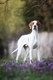 Pointer Dogs Breed - Information, Temperament, Size & Price | Pets4Homes