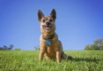 Chug Dogs Breed - Information, Temperament, Size & Price | Pets4Homes