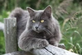 Nebelung Cats Breed - Information, Temperament, Size & Price | Pets4Homes