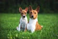 Basenji Dogs Ras: Karakter, Levensduur & Prijs | Puppyplaats