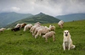 Anatolian Shepherd Dogs Breed - Information, Temperament, Size & Price | Pets4Homes