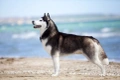 Siberische Husky Dogs Ras: Karakter, Levensduur & Prijs | Puppyplaats