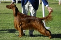 Ierse Setter Dogs Ras: Karakter, Levensduur & Prijs | Puppyplaats