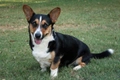 Welsh Corgi Cardigan Dogs Breed - Information, Temperament, Size & Price | Pets4Homes