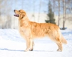 Golden Retriever Dogs Ras: Karakter, Levensduur & Prijs | Puppyplaats